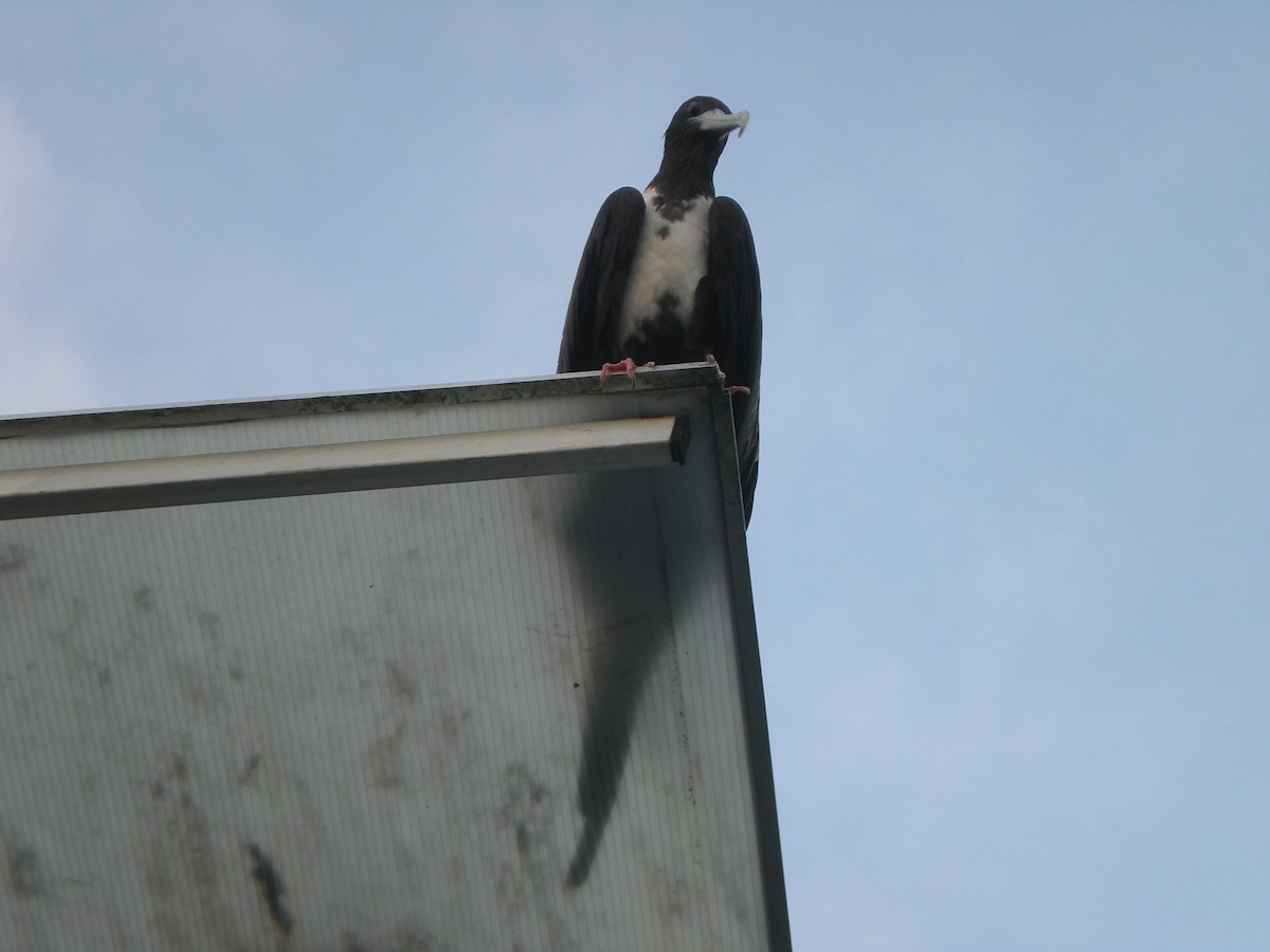 Magnificent Frigatebird - ML642366709