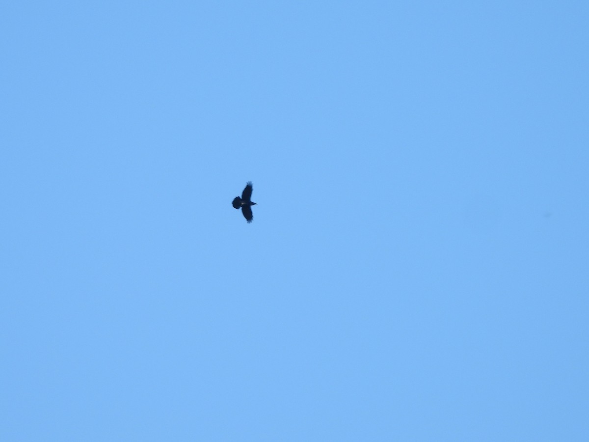 Common Raven - ML642366710
