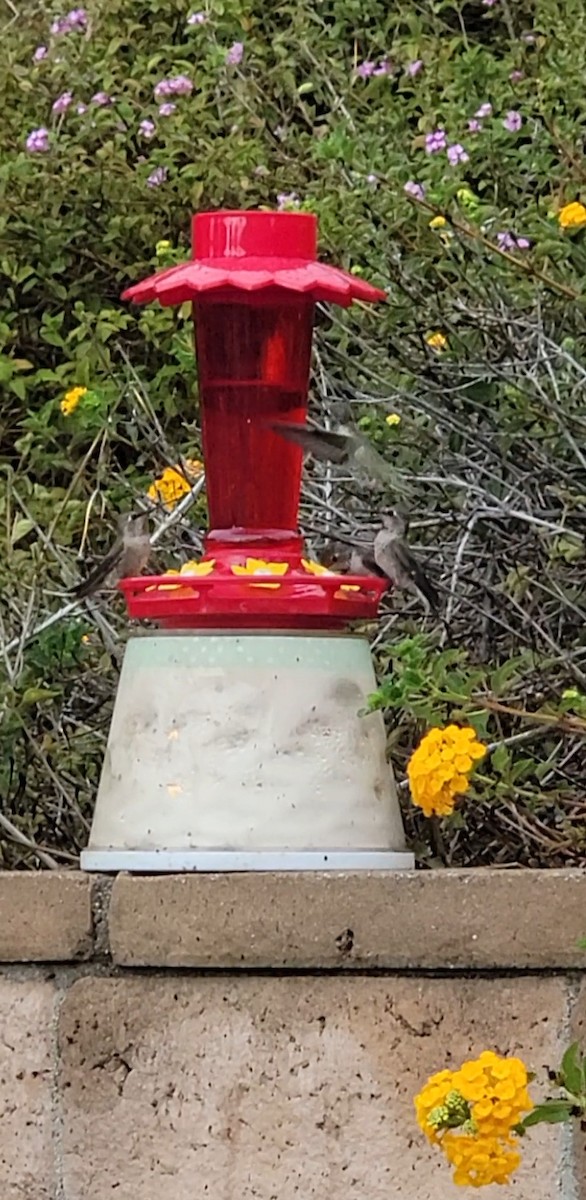 Anna's Hummingbird - ML642366711