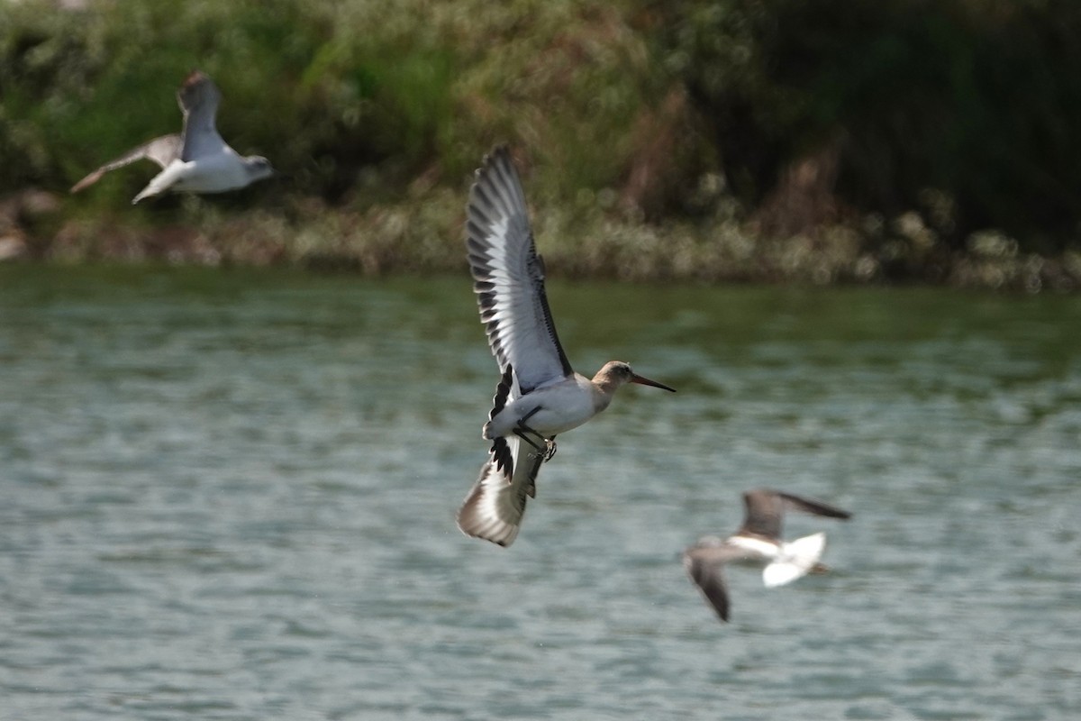 Black-tailed Godwit - ML642366712