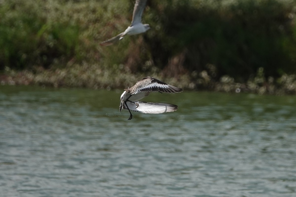 Black-tailed Godwit - ML642366714