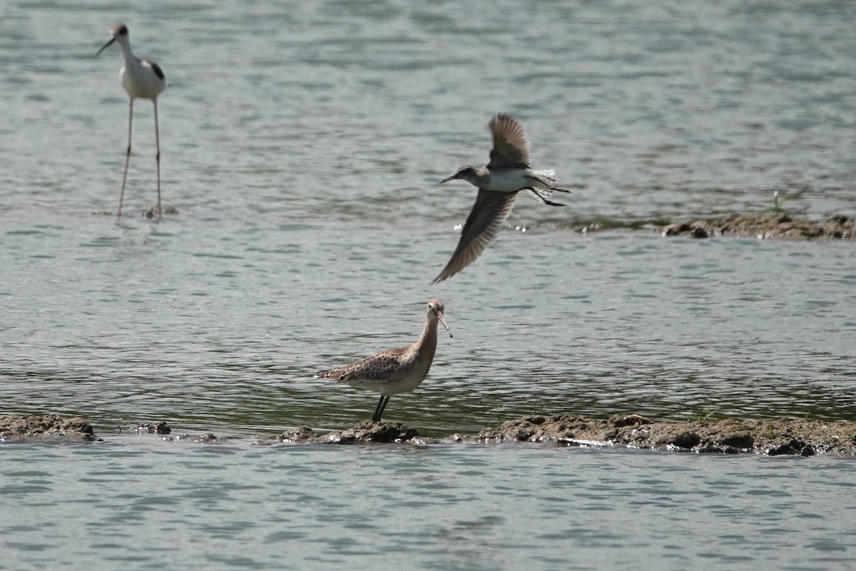 Black-tailed Godwit - ML642366716