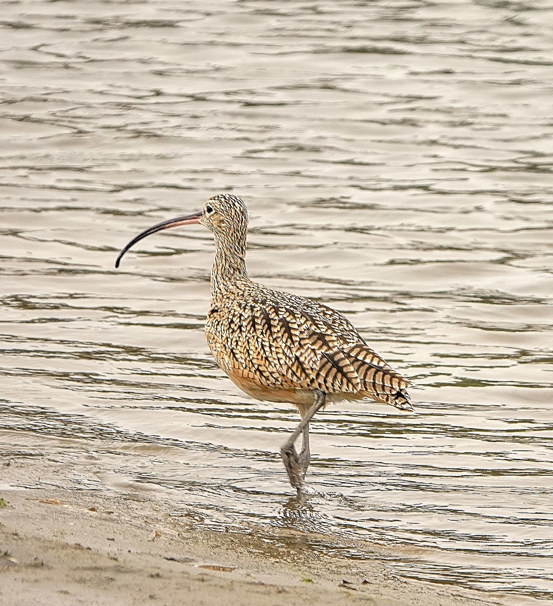 Long-billed Curlew - ML642366720