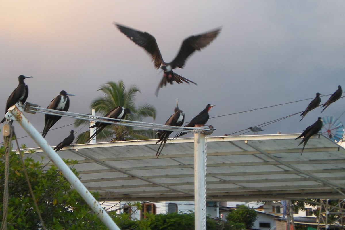 Magnificent Frigatebird - ML642366722
