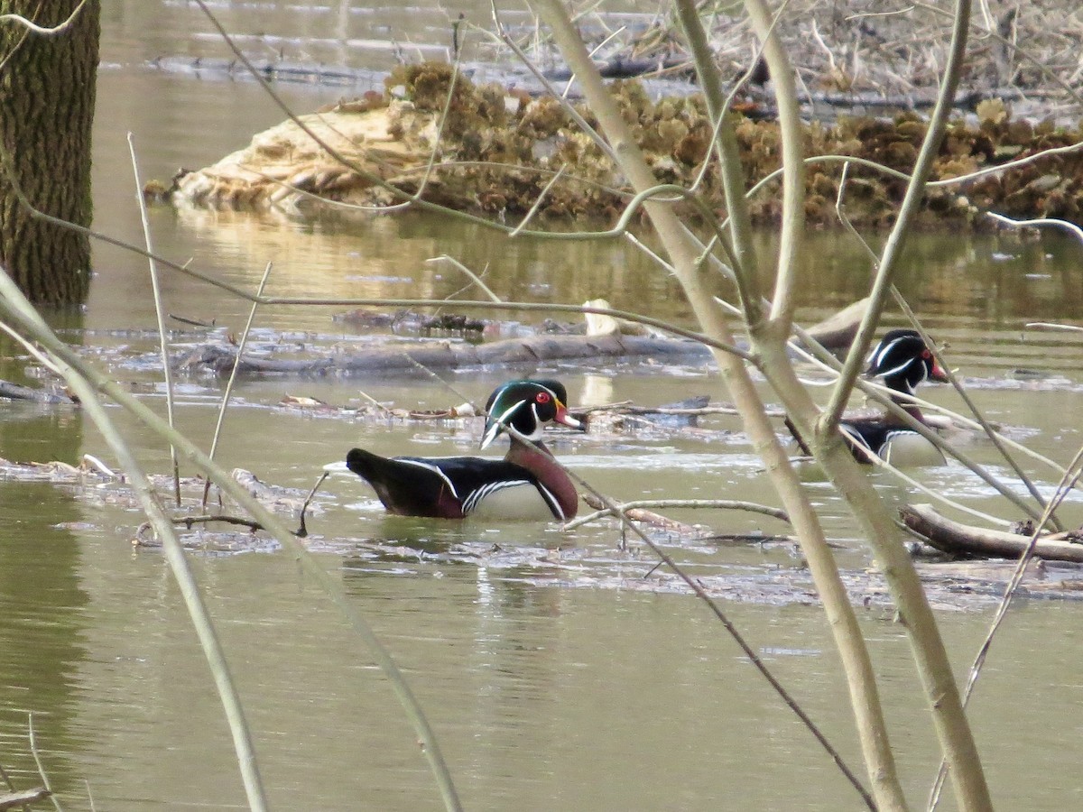 Wood Duck - ML642366725