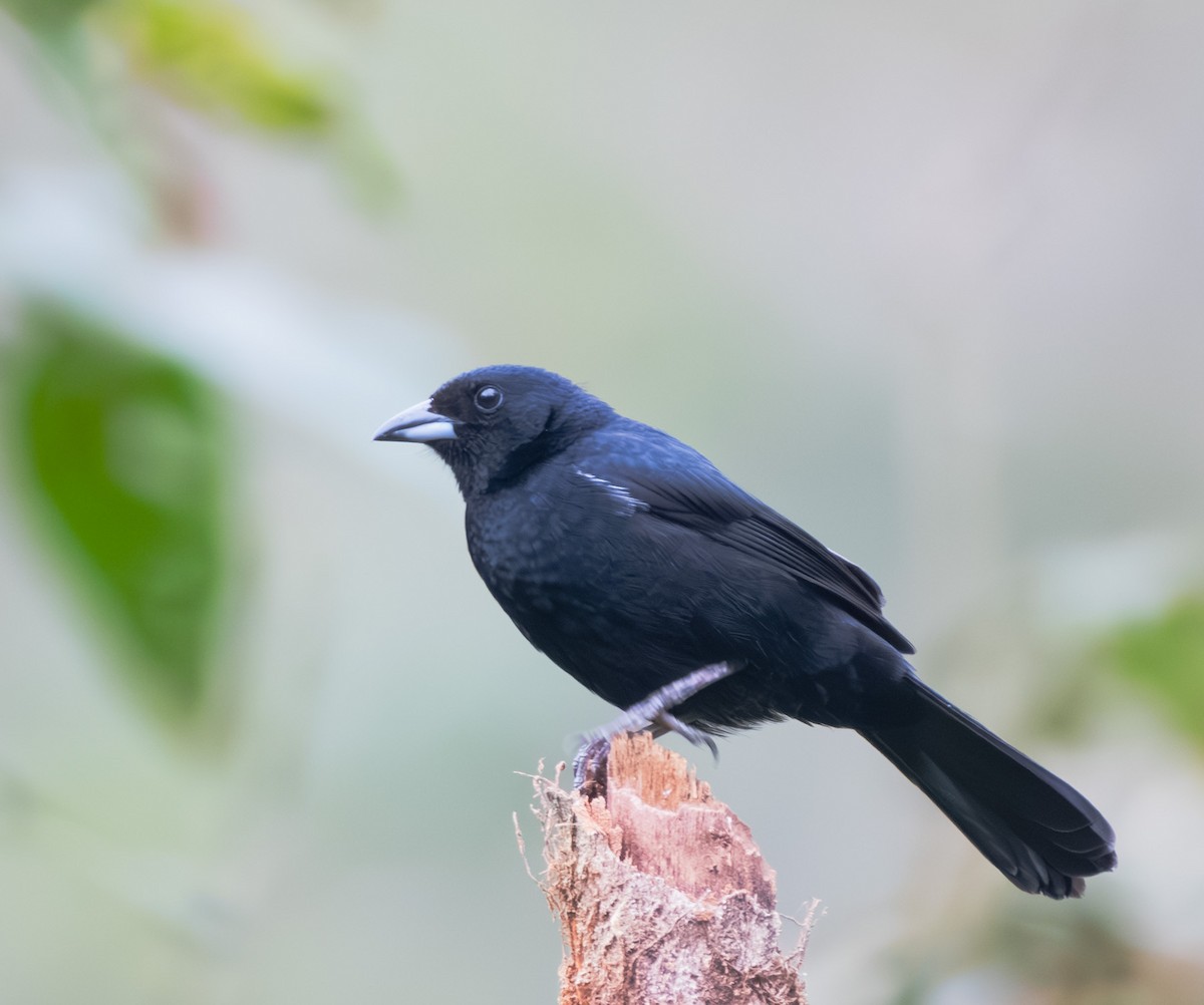 White-lined Tanager - ML642366739