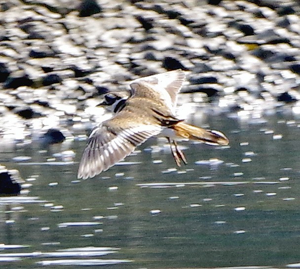Killdeer - ML642366740