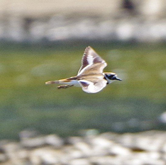 Killdeer - ML642366741