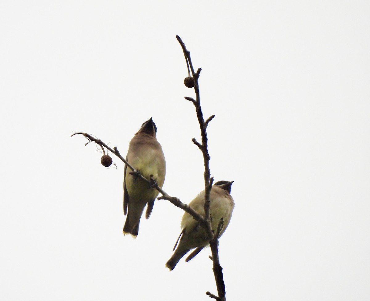 Cedar Waxwing - ML642366742