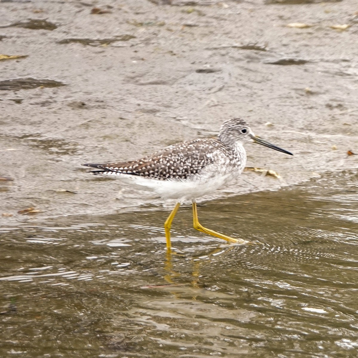 Greater Yellowlegs - ML642366744