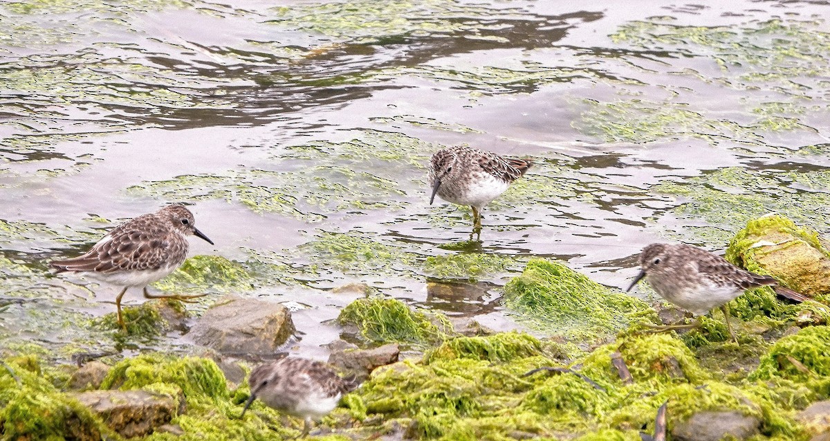 Least Sandpiper - ML642366746