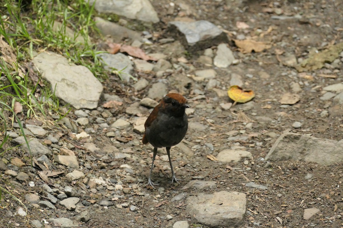 Chestnut-naped Antpitta - ML642366755