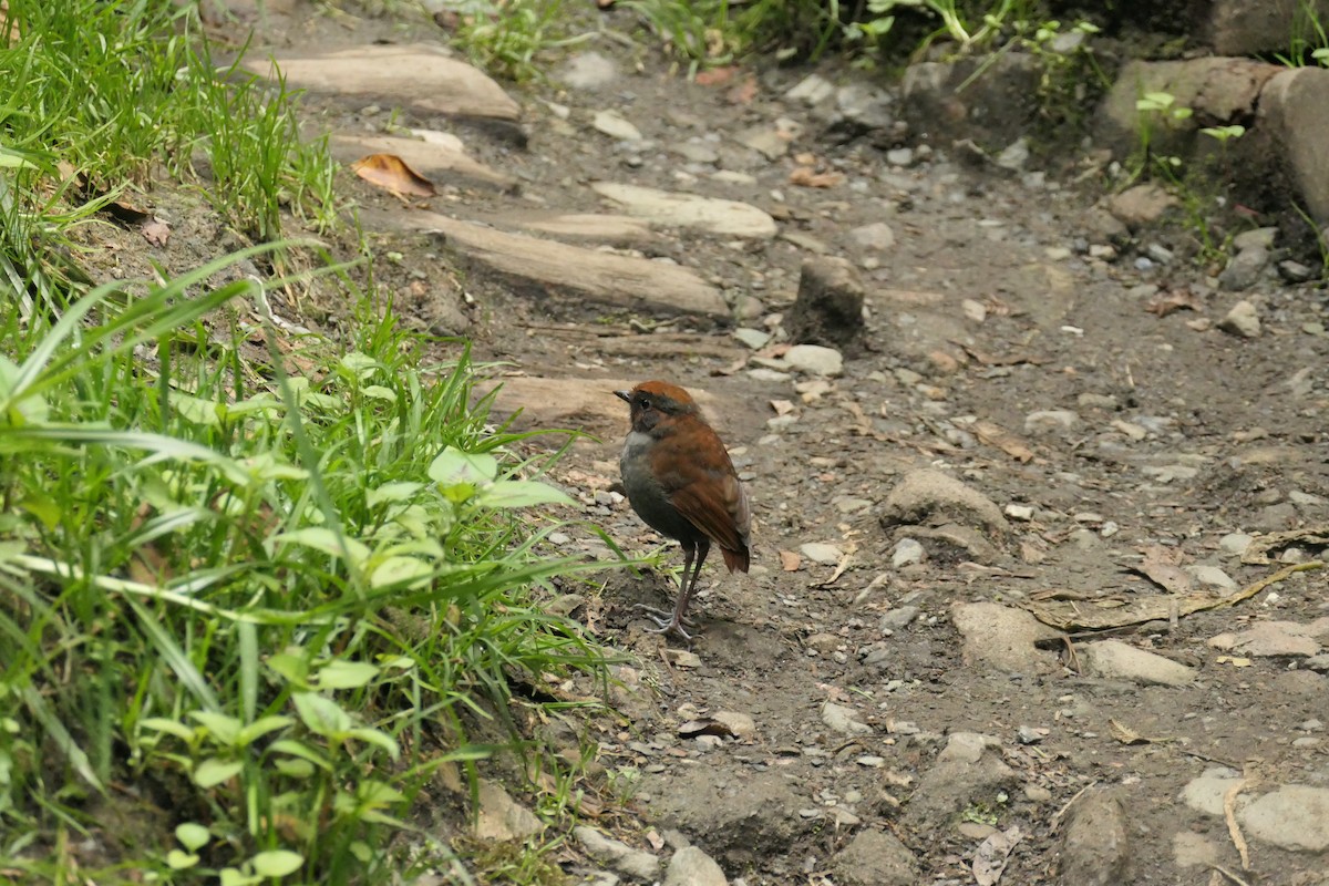 Chestnut-naped Antpitta - ML642366756