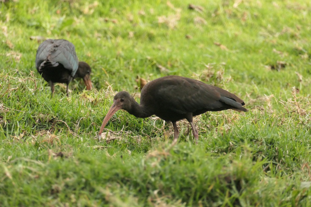 Bare-faced Ibis - ML642366762