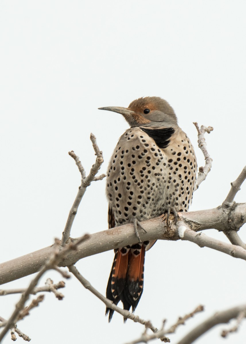 Northern Flicker - ML642366763