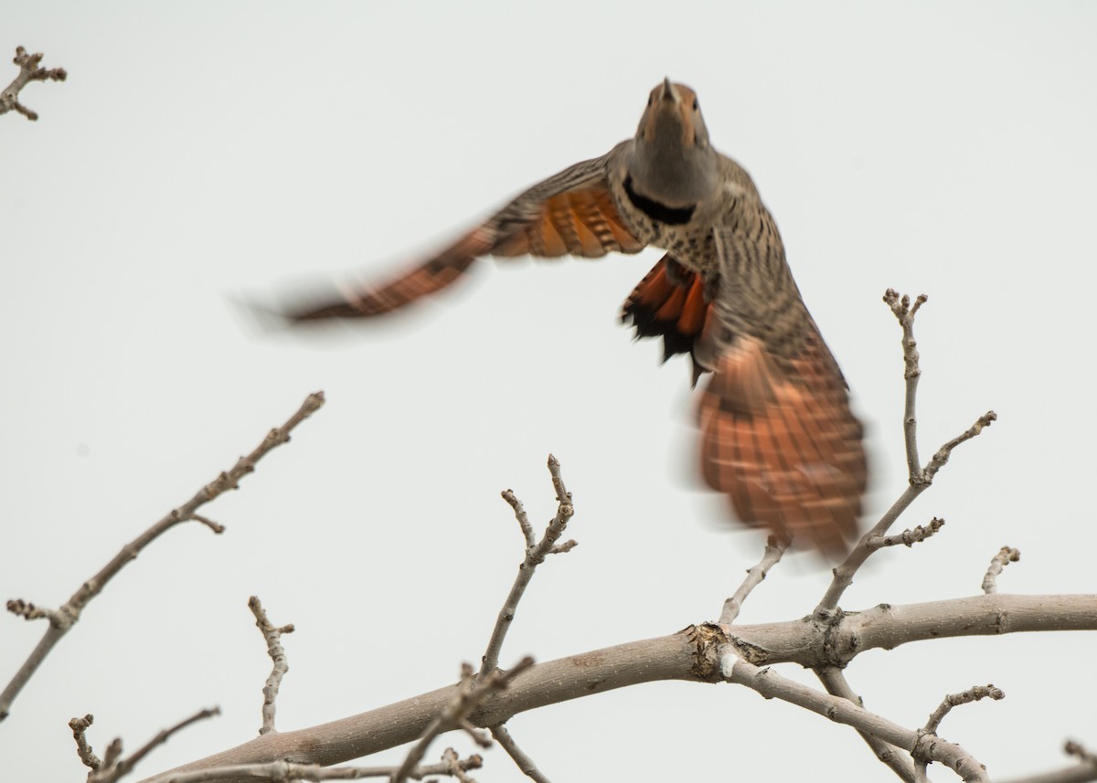 Northern Flicker - ML642366764