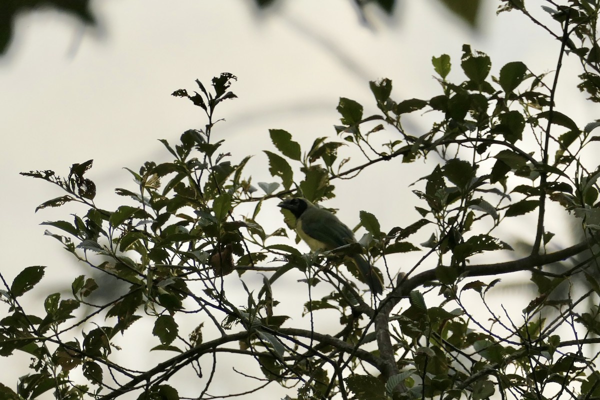 Green Jay - ML642366780