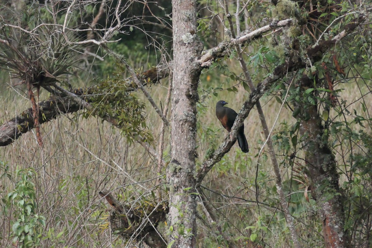 Sickle-winged Guan - ML642366808