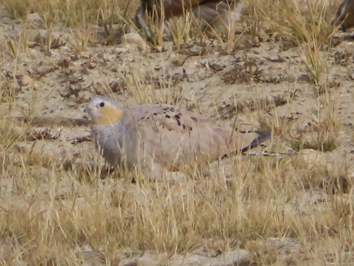 Ganga Tibetana - ML642366833