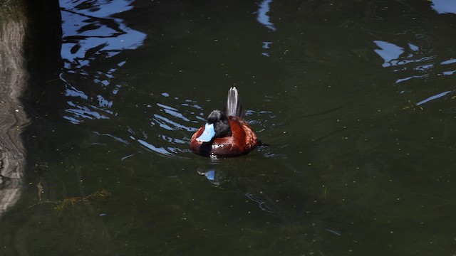 Andean Duck - ML642366836