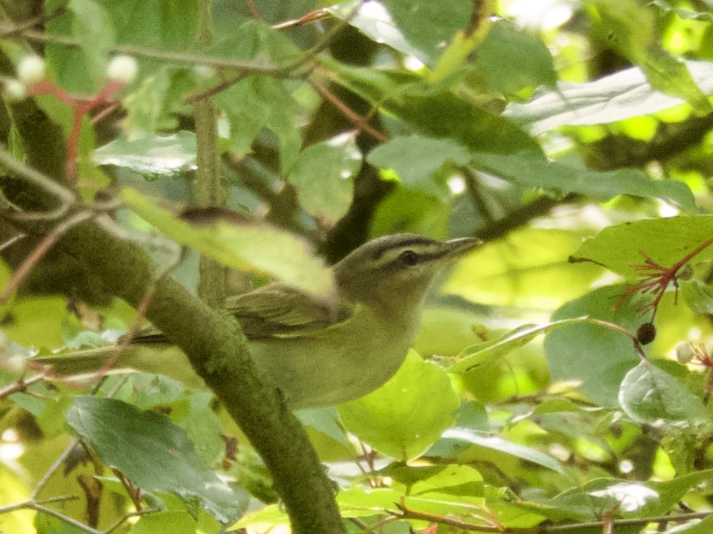 Vireo Ojirrojo - ML642366840