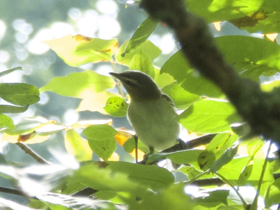 Vireo Ojirrojo - ML642366841