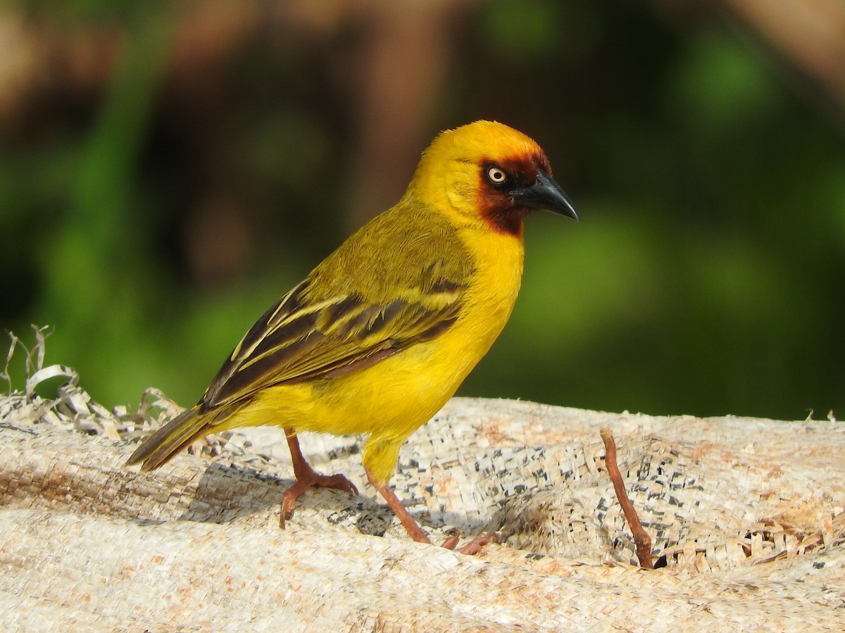 Northern Brown-throated Weaver - ML642366842
