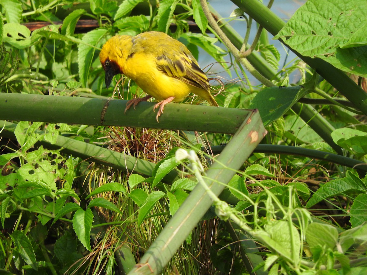 Northern Brown-throated Weaver - ML642366843