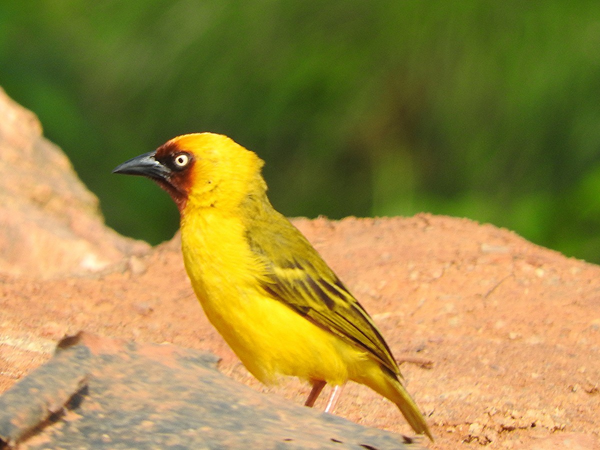 Northern Brown-throated Weaver - ML642366844