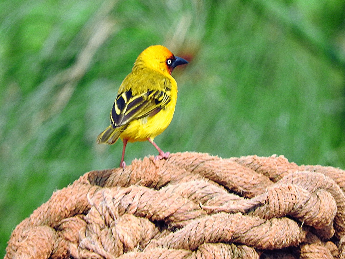 Northern Brown-throated Weaver - ML642366845