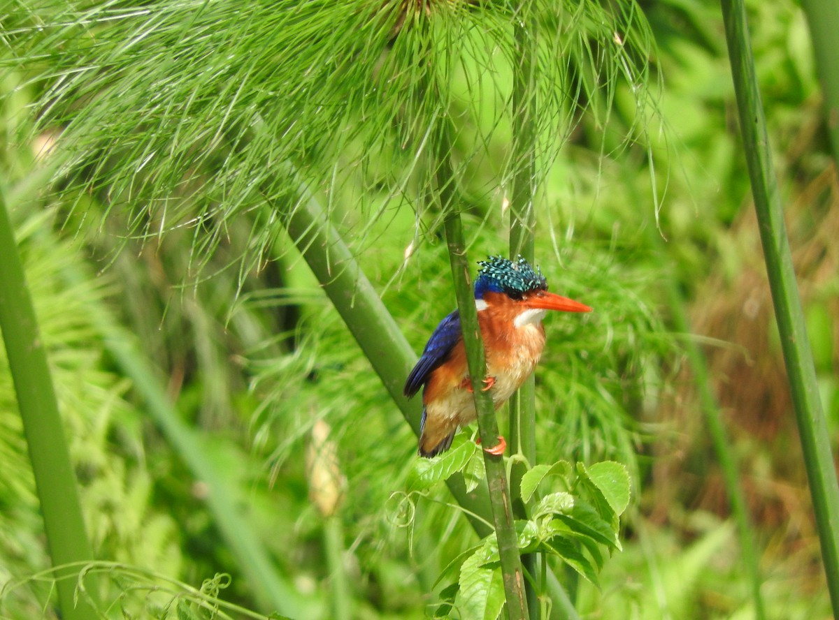Malachite Kingfisher - ML642366855
