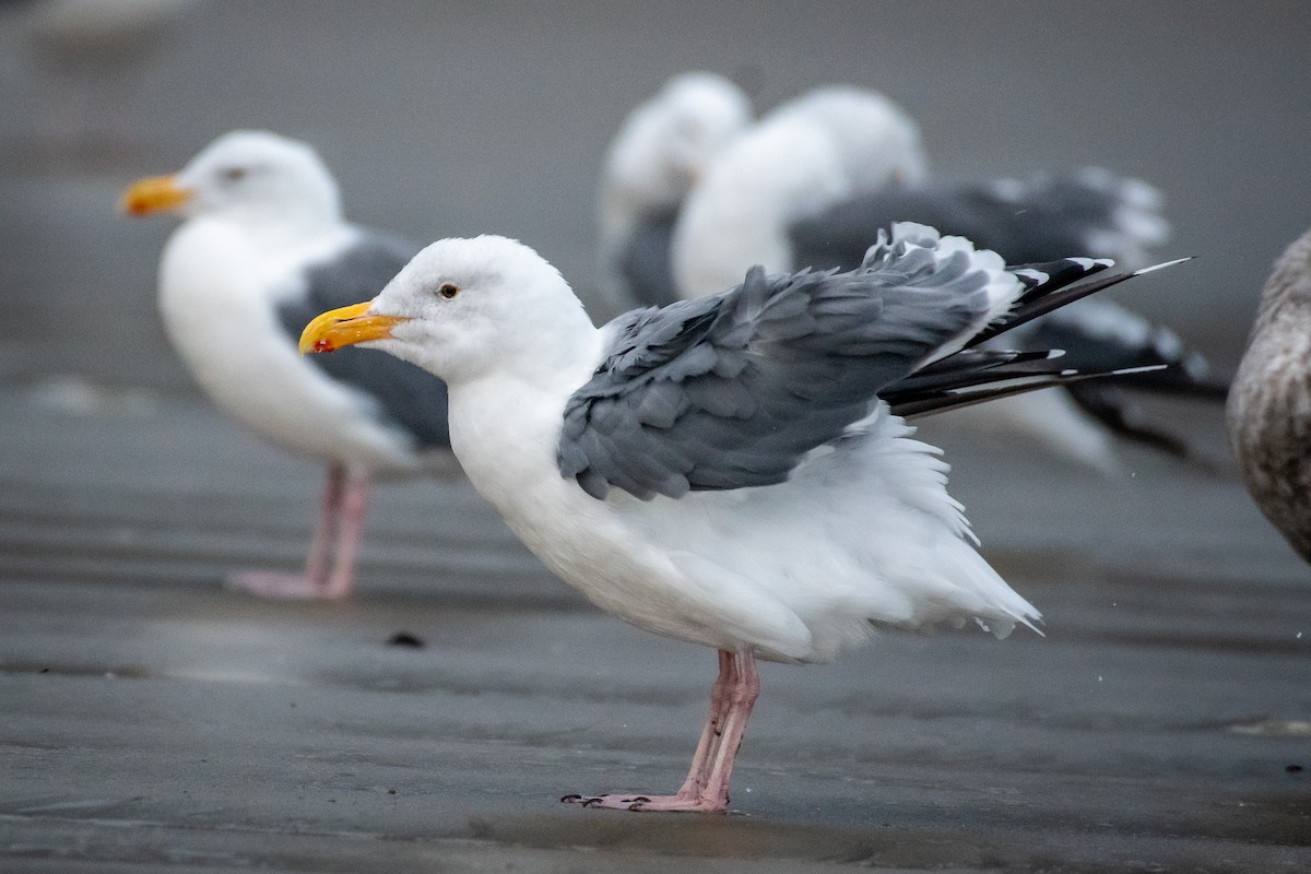 Gaviota Occidental - ML642366856