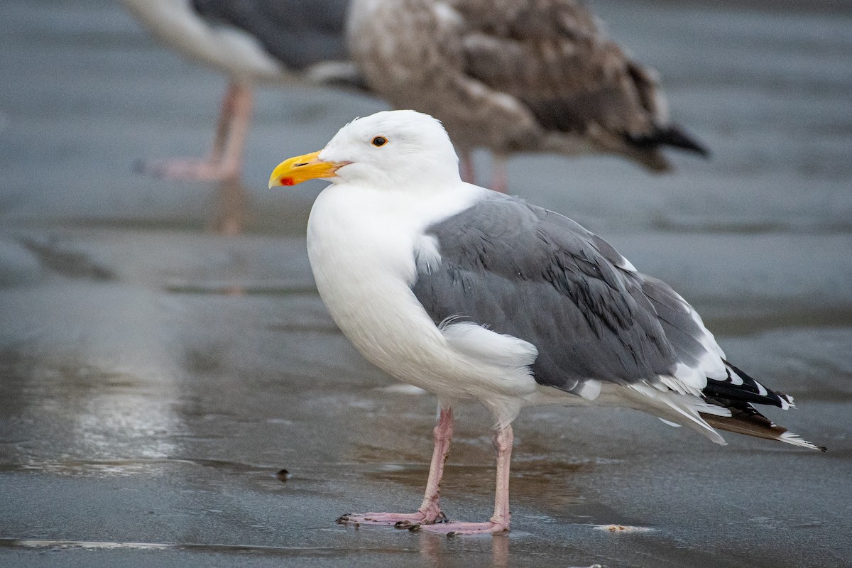 Gaviota Occidental - ML642366857