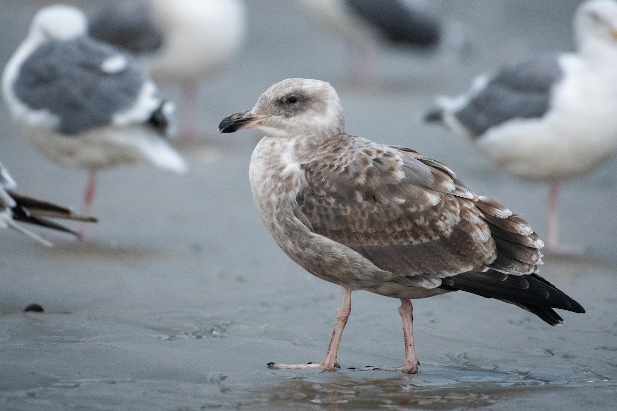 Gaviota Occidental - ML642366858