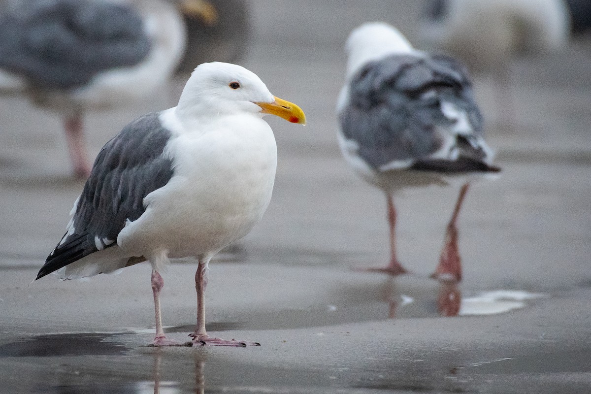 Gaviota Occidental - ML642366859