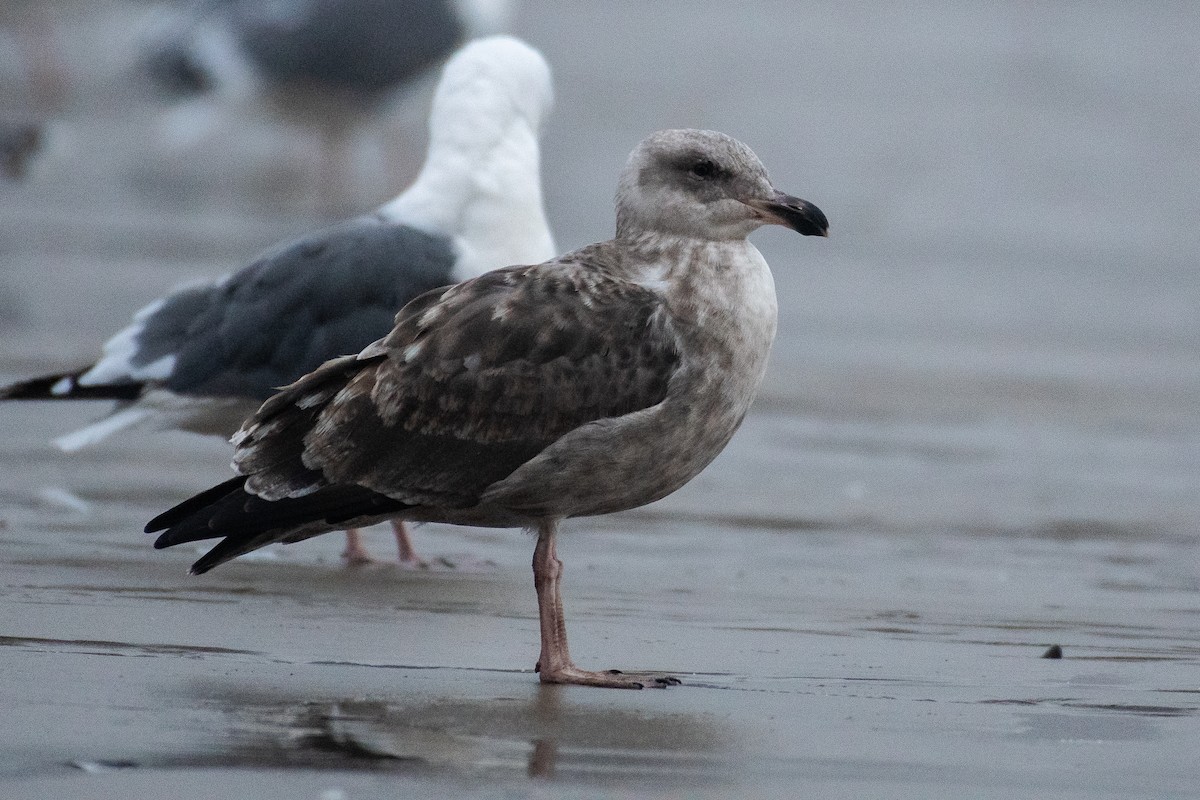Gaviota Occidental - ML642366860