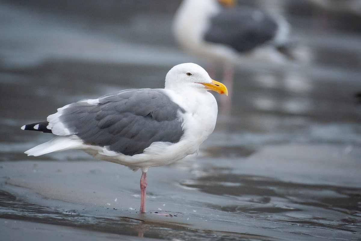 Gaviota Occidental - ML642366861