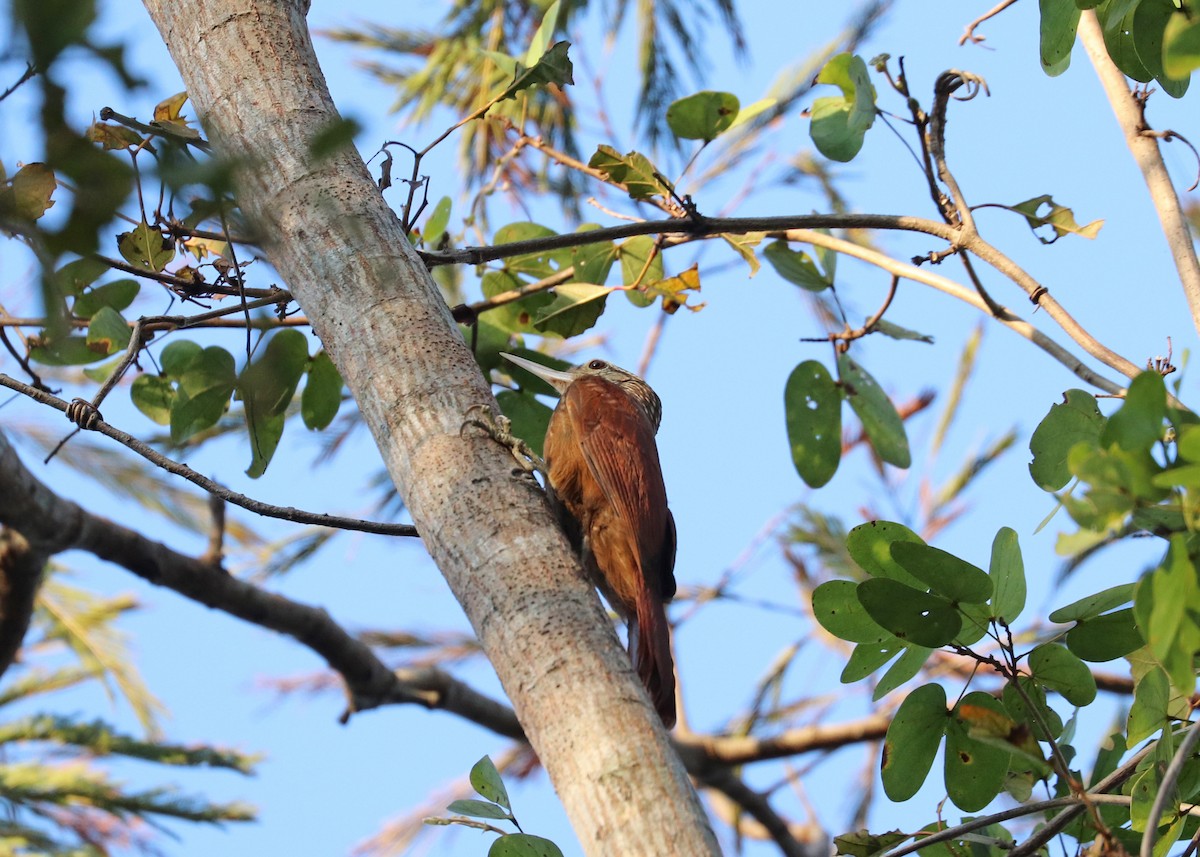 Buff-throated Woodcreeper - ML642366871