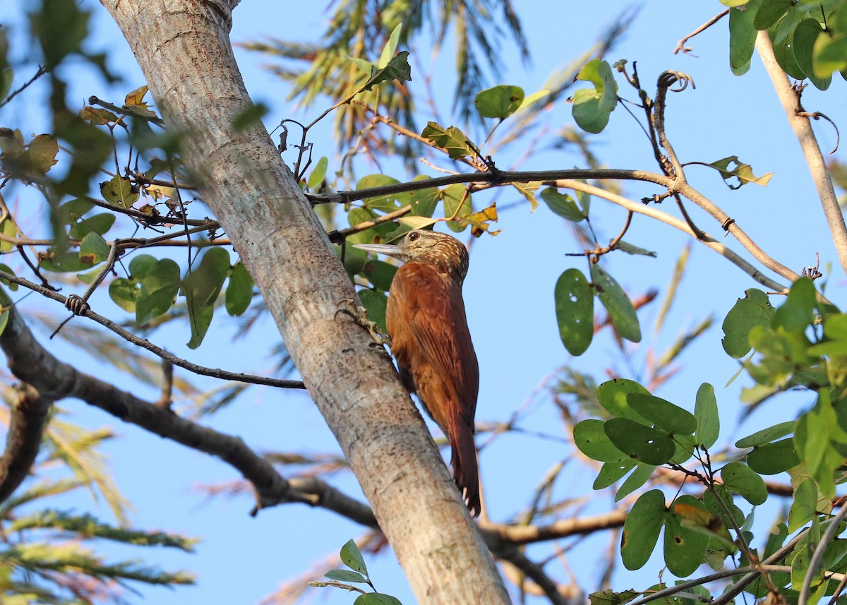 Buff-throated Woodcreeper - ML642366873