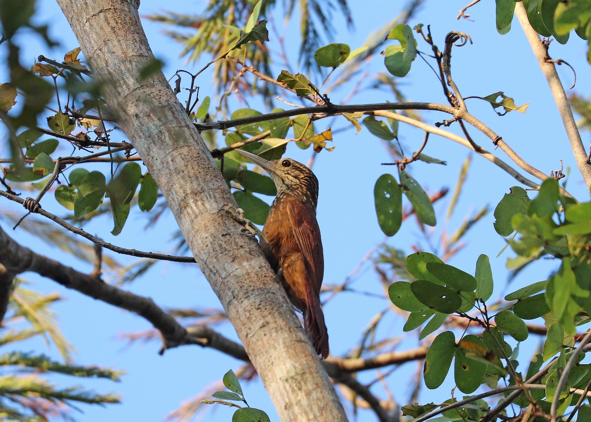 Buff-throated Woodcreeper - ML642366874