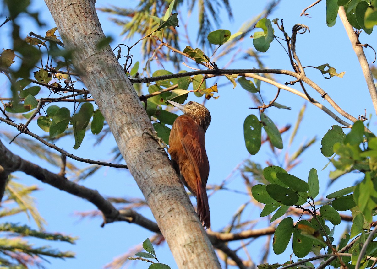 Buff-throated Woodcreeper - ML642366875