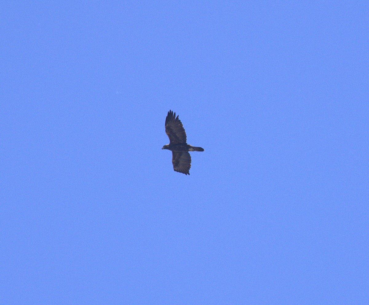 Golden Eagle - ML642366917