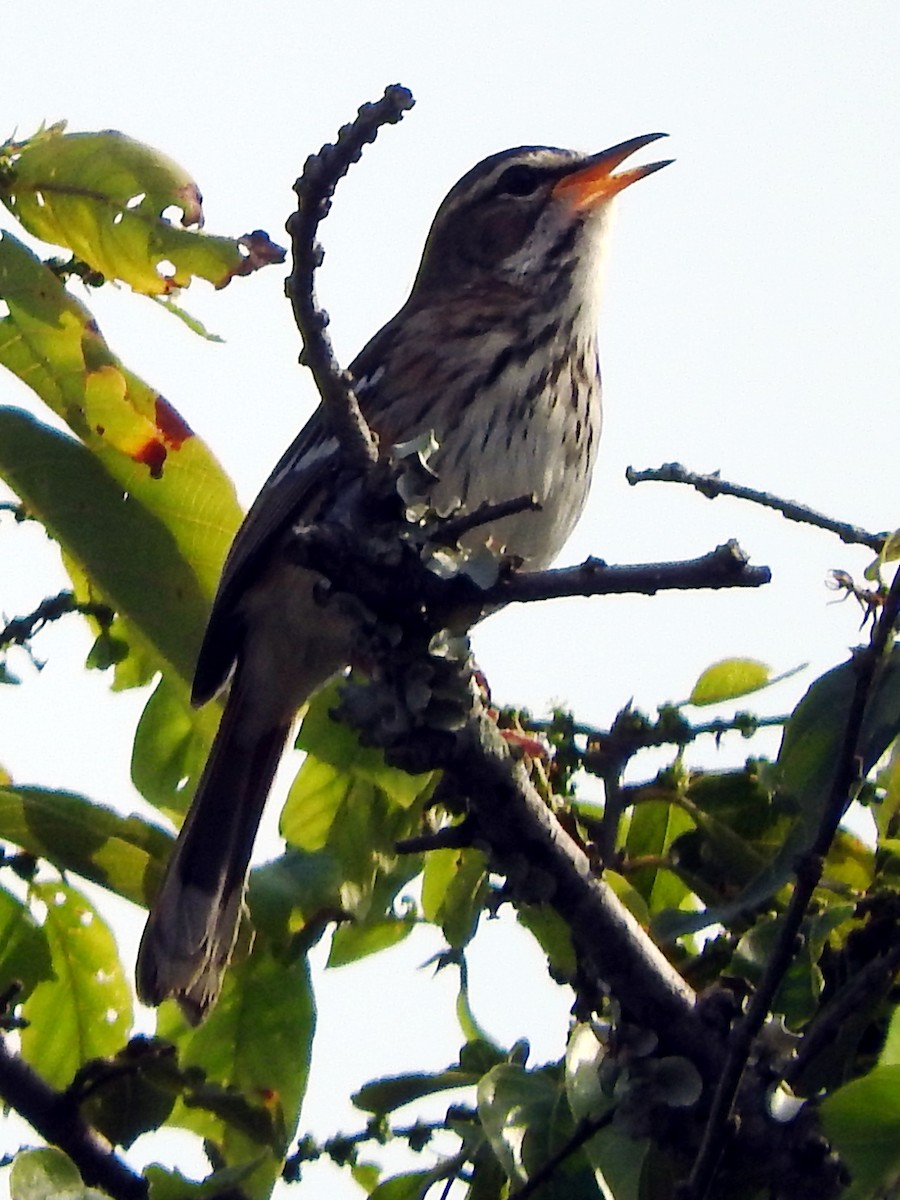 Brown-backed Scrub-Robin - ML642366926