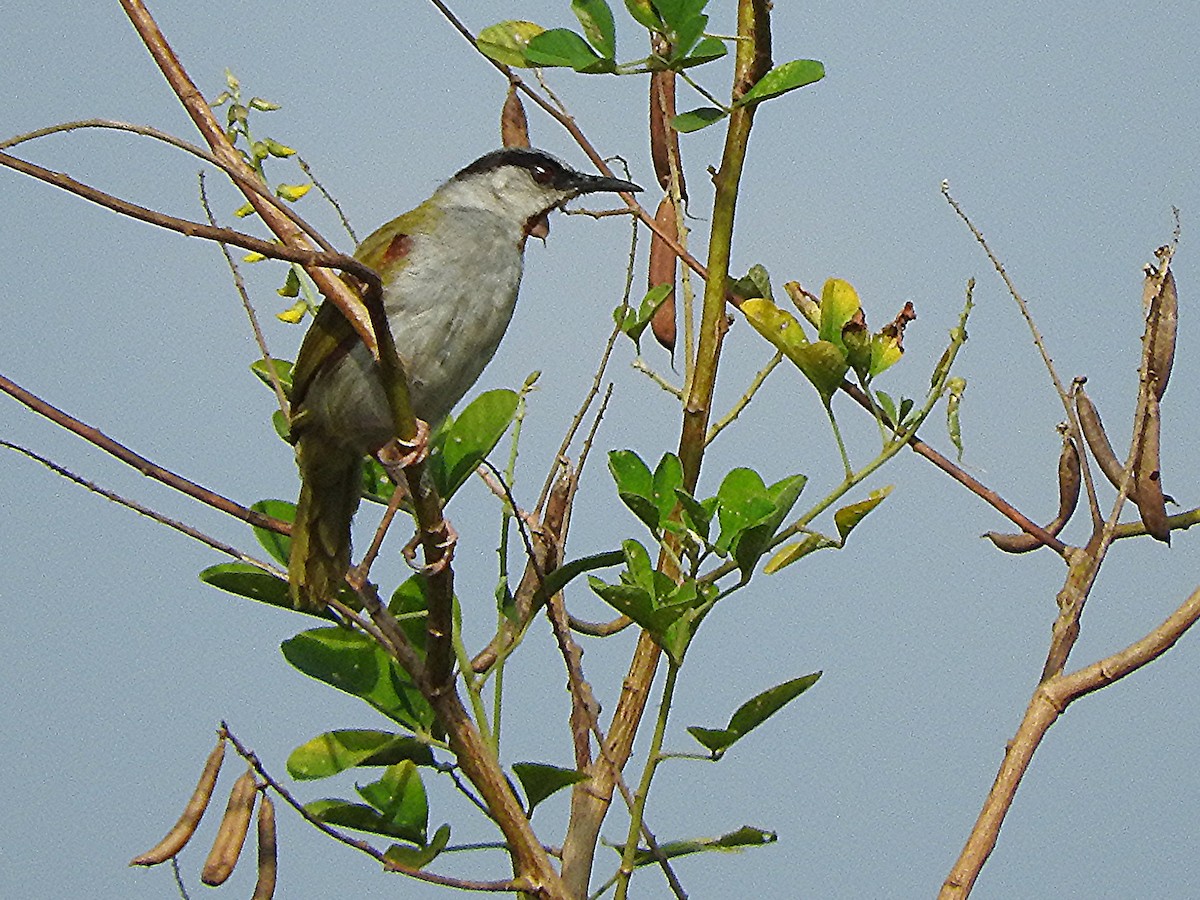 Gray-capped Warbler - ML642366932