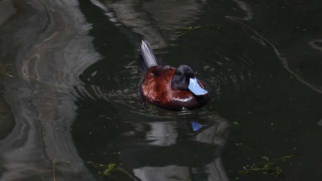 Andean Duck - ML642366941