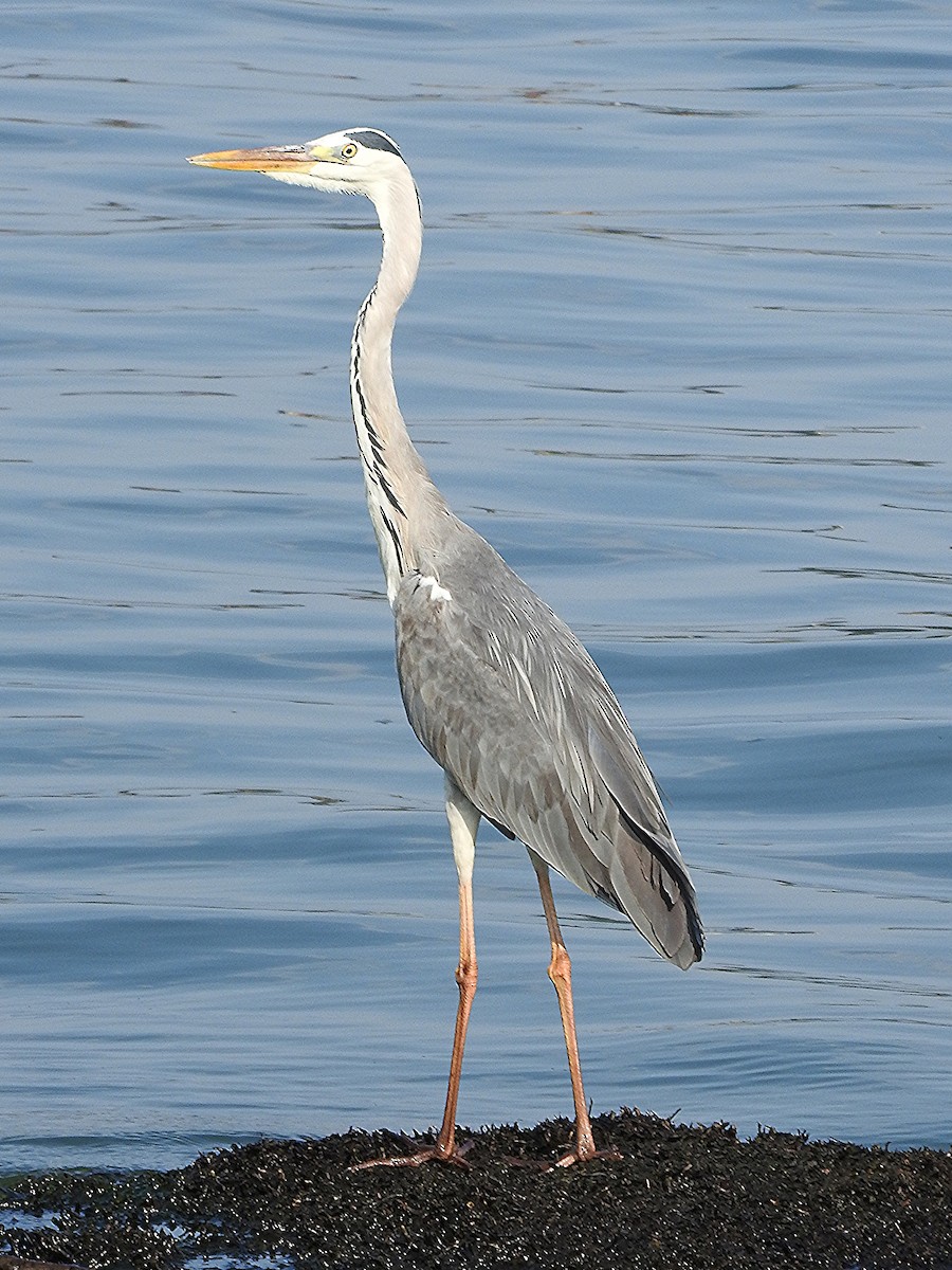 Gray Heron - ML642366944