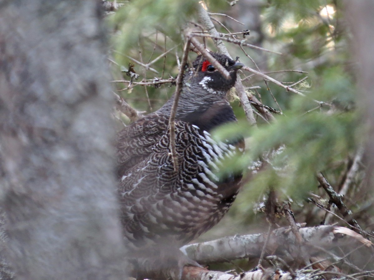 Gallo Canadiense - ML642366947