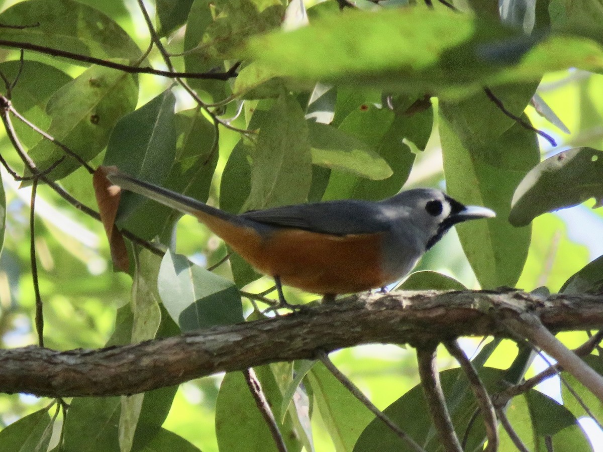 Black-faced Monarch - ML642366964