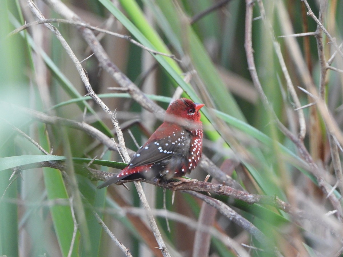 Red Avadavat - ML642366977