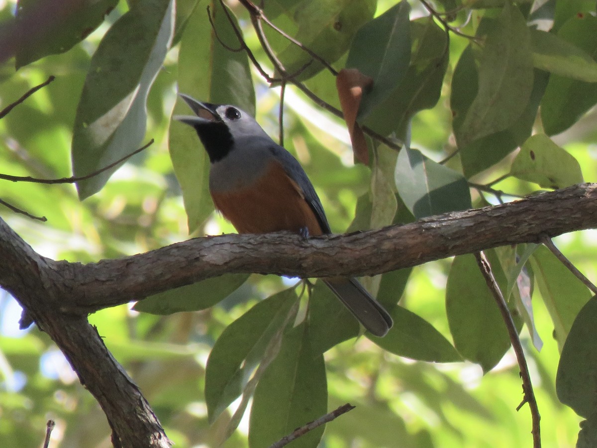 Black-faced Monarch - ML642366979